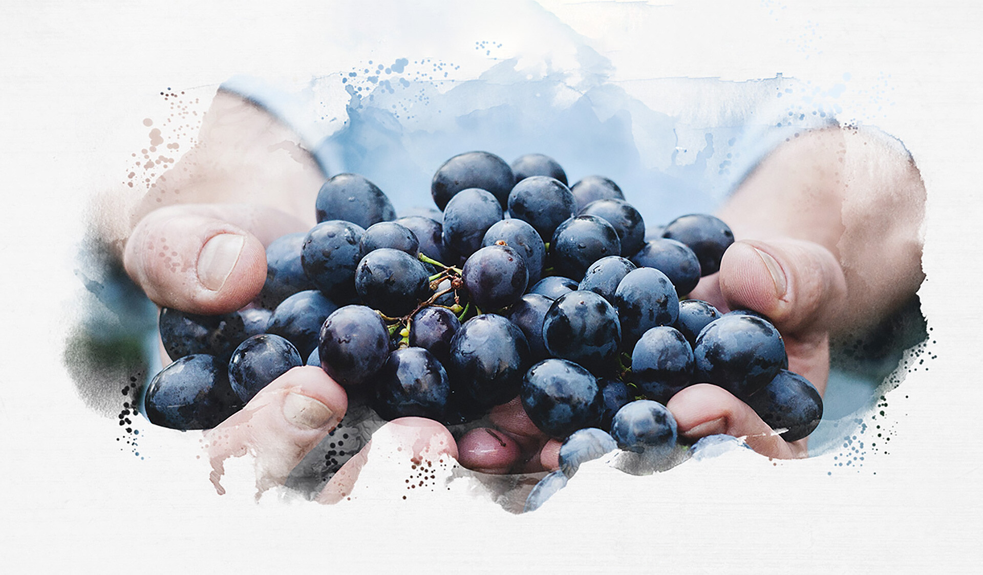 Vins du Languedoc